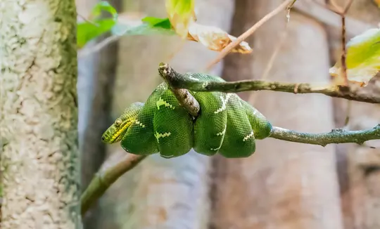 A bright green snake with yellow-green head and white markings is tightly coiled around a brown tree branch. The background…