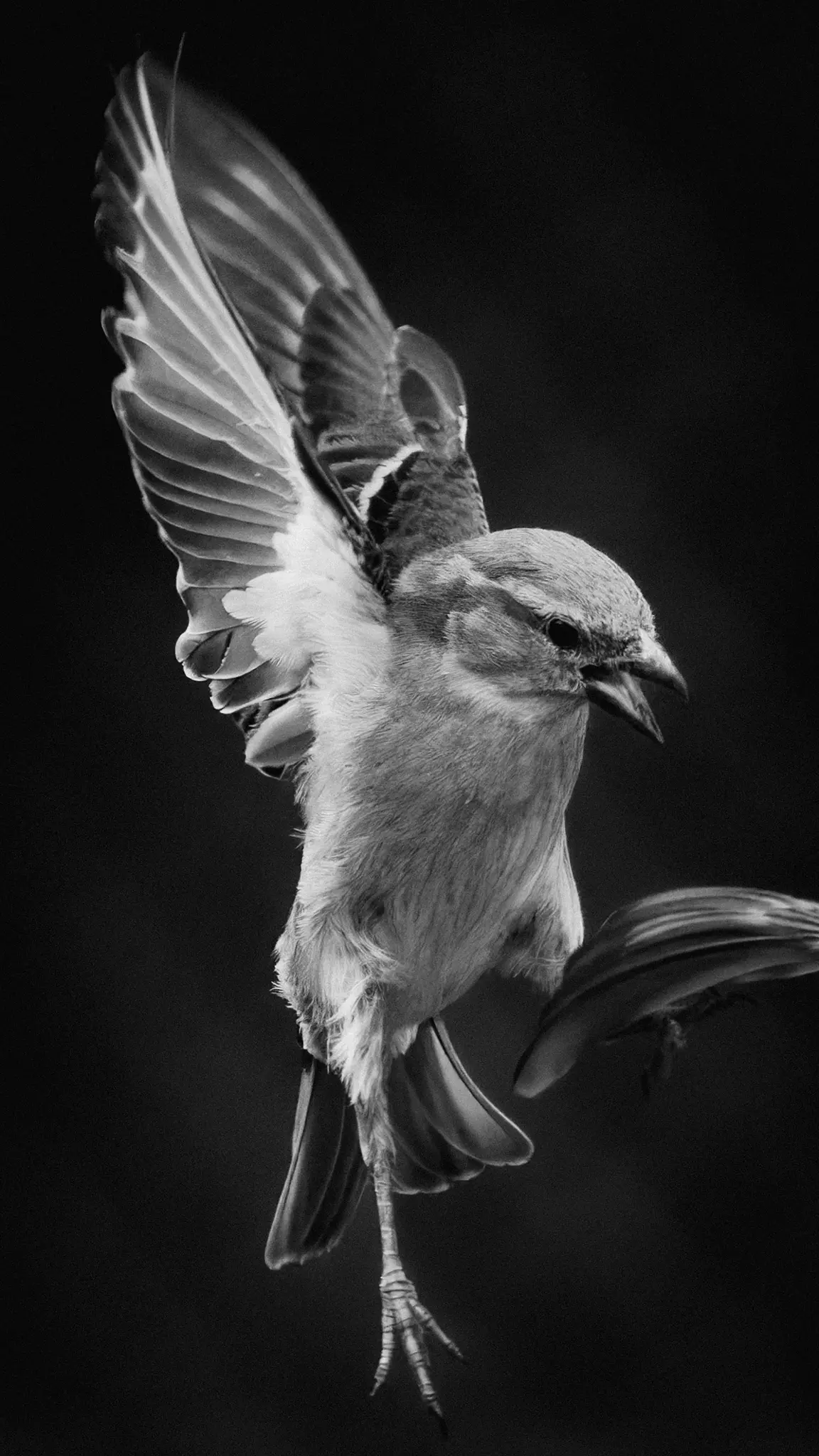 Čiernobiela detailná fotografia malého vtáčika s plne roztiahnutými krídlami, zachyteného v pohybe na tmavom pozadí.