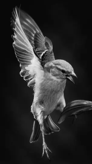 A black and white close-up of a small bird with its wings fully extended, captured in motion against a dark background.