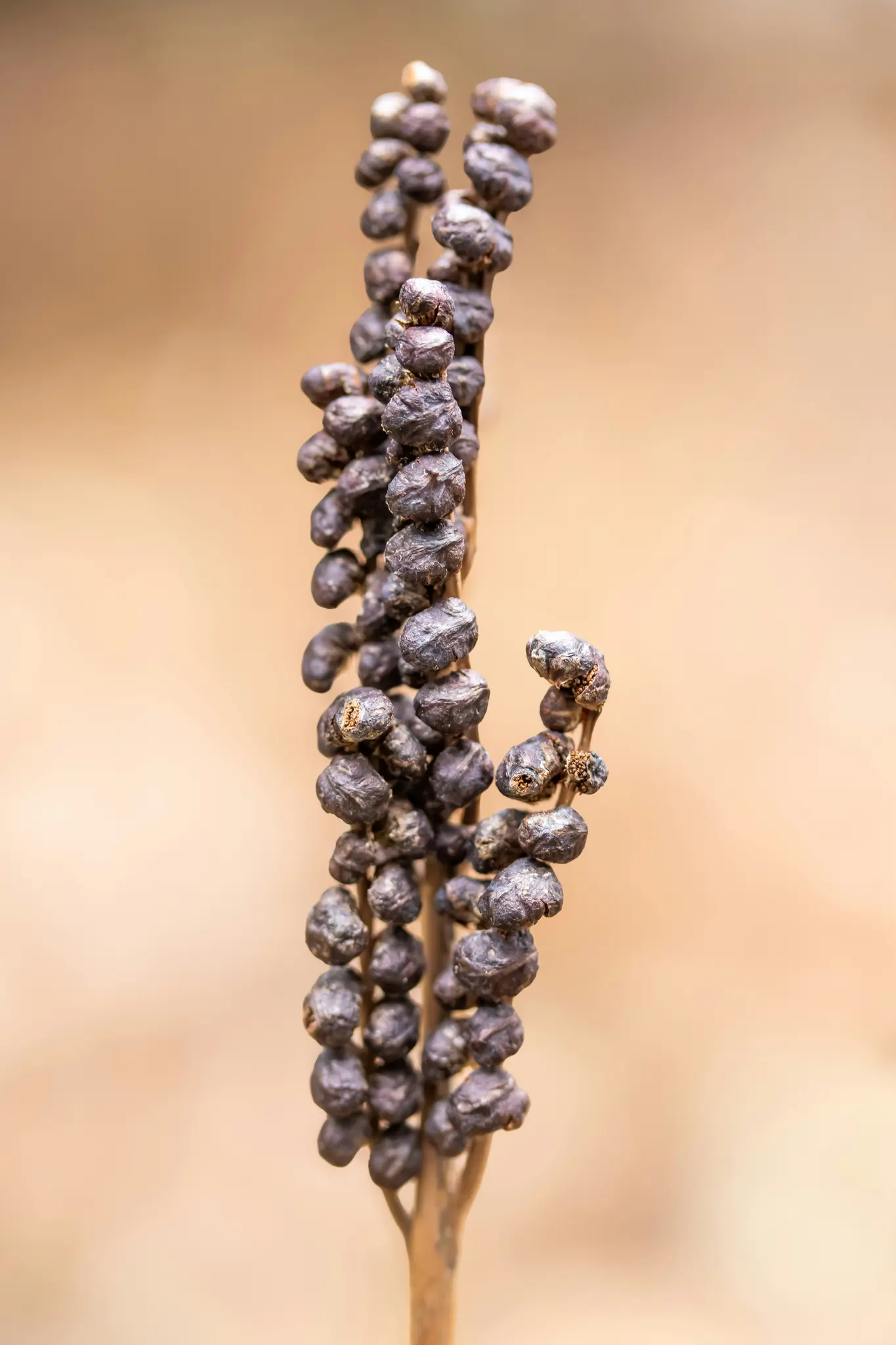 Une photographie macro montre une tige de plante séchée recouverte de nombreuses baies ou graines sombres et ratatinées sur