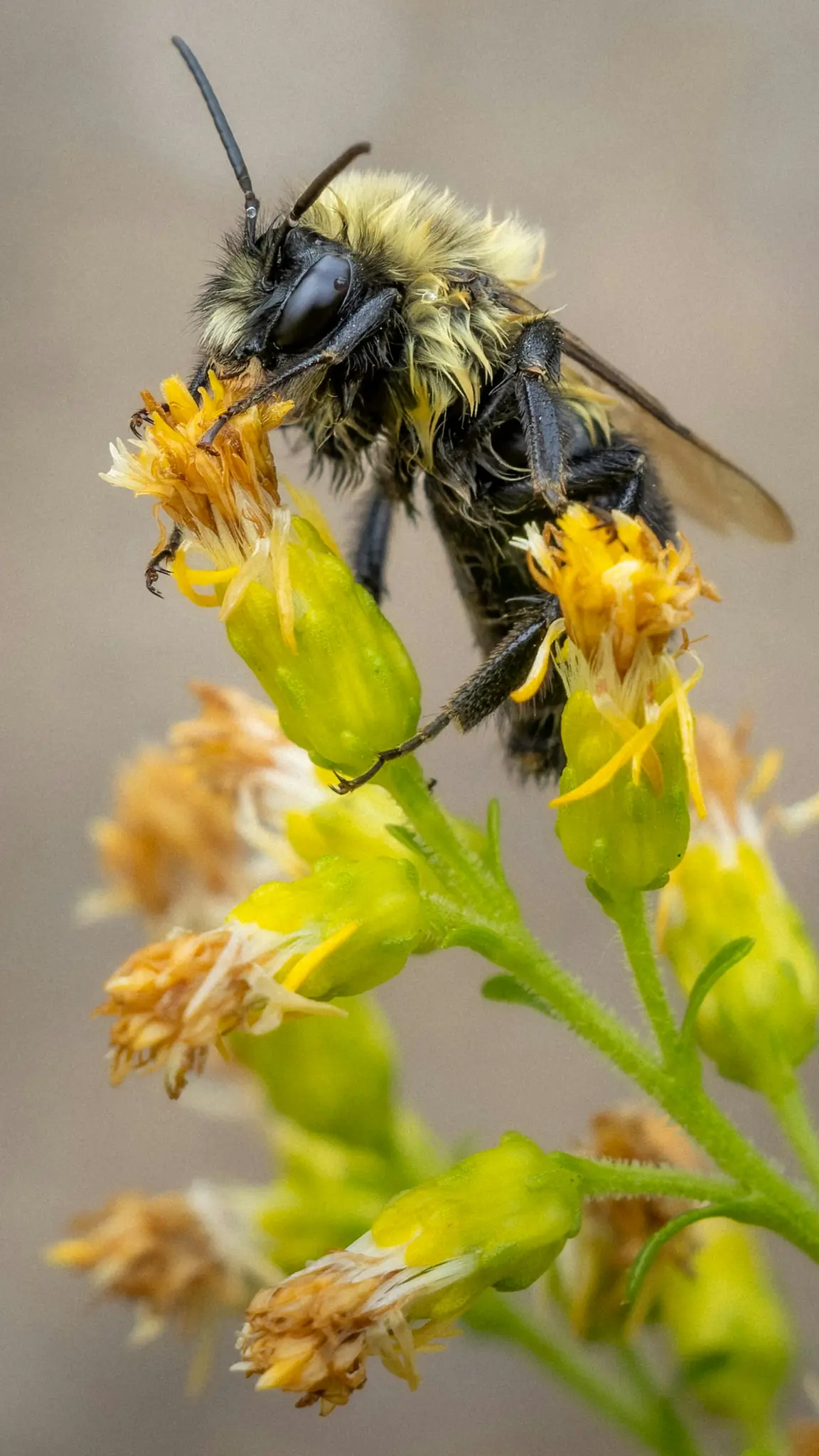 Une photographie macro détaillée montre un bourdon à la fourrure jaune et noire duveteuse, la tête enfouie dans une fleur
