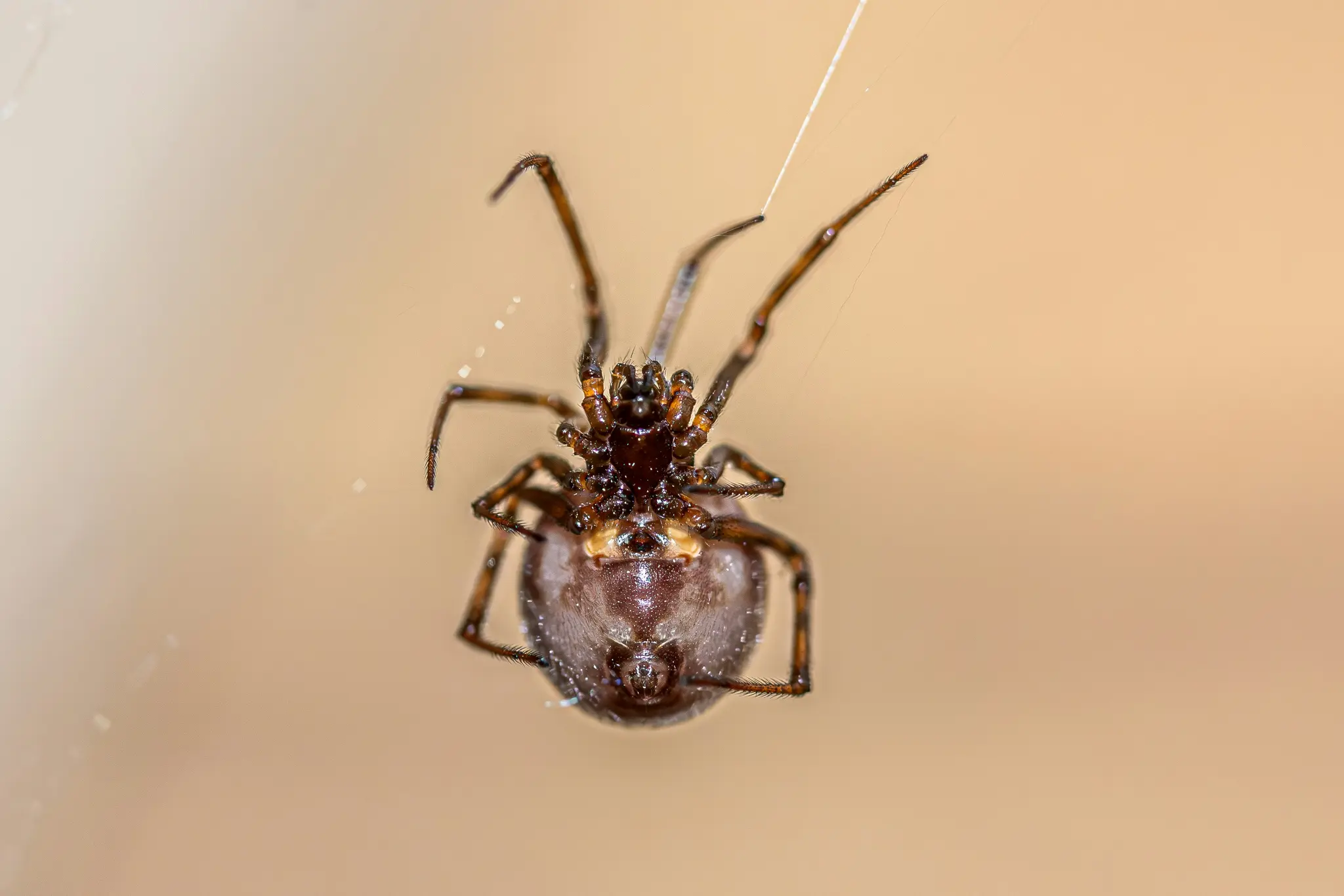 Un gros plan macro montre le dessous d'une araignée brune avec un abdomen large et arrondi, suspendue à un seul fil de toile.