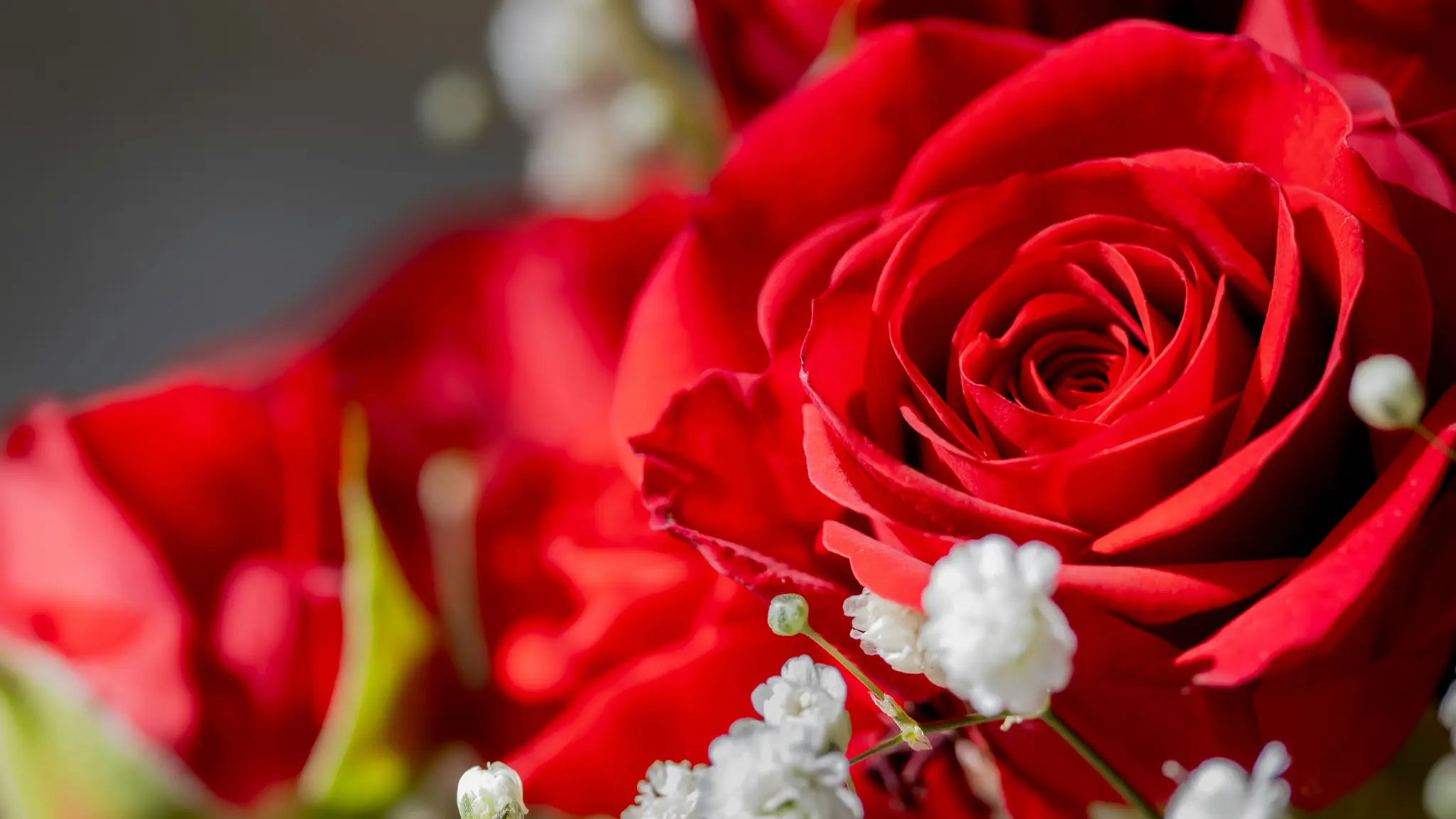 Un gros plan détaillé d'une rose rouge vif, ses pétales se déployant, entourée de délicates fleurs blanches de gypsophile.