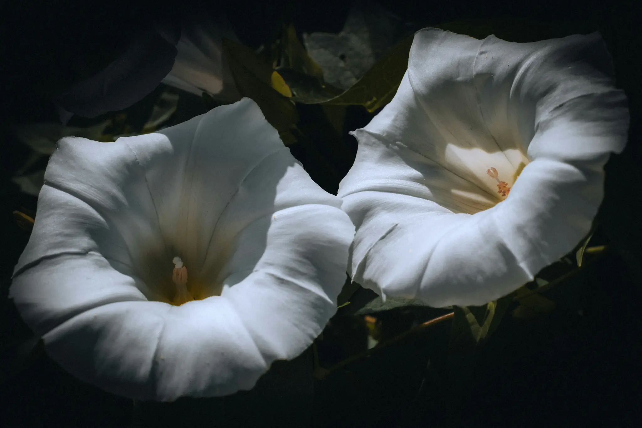 Une photo en gros plan de deux fleurs de gloire du matin blanches avec des centres jaunes, sur un fond sombre et flou de...