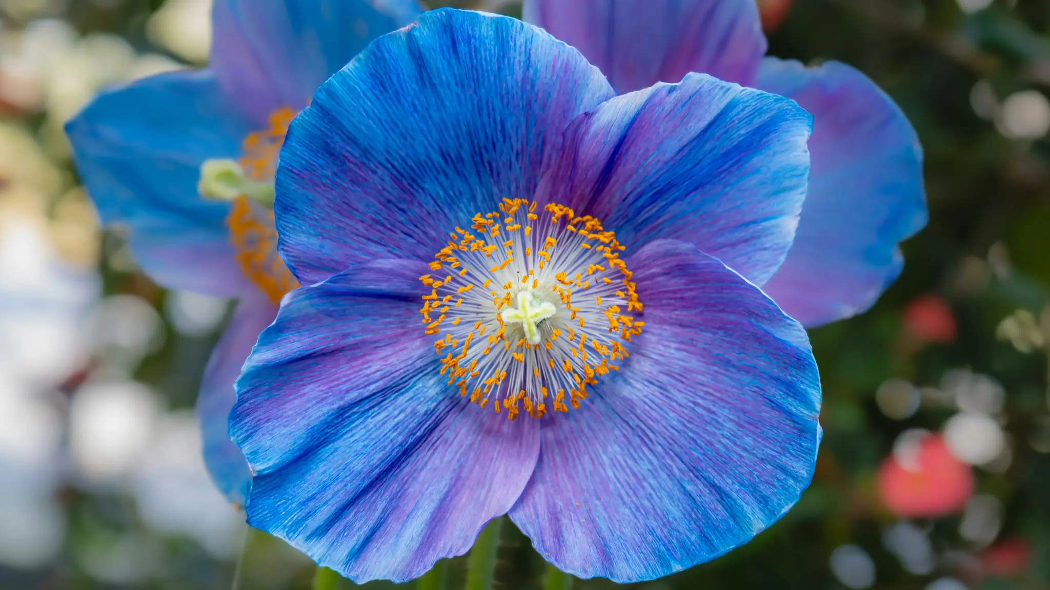 Gros plan détaillé d'un coquelicot bleu et violet, montrant ses pétales délicats et son cœur complexe orange et jaune…
