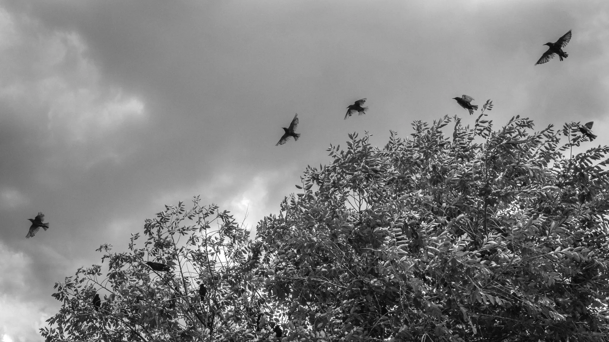Une prise de vue en noir et blanc en contre-plongée montre plusieurs oiseaux volant au-dessus et perchés dans le feuillage