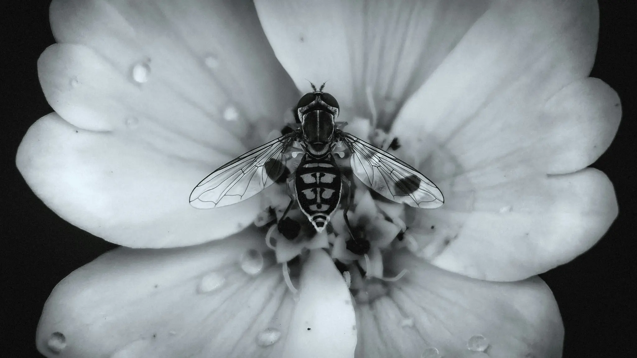 Une photographie macro en noir et blanc montre un syrphe aux ailes et au corps ornés, posé sur les pétales clairs d'une…