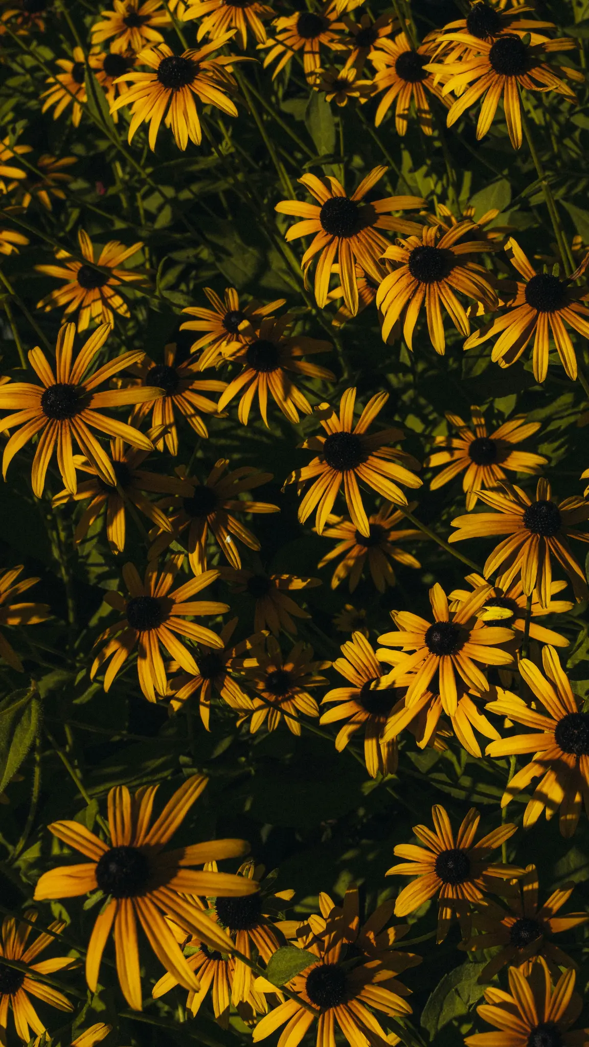 Gros plan, prise de vue verticale de nombreuses Rudbeckia hirta jaunes aux centres foncés, densément regroupées et illuminées
