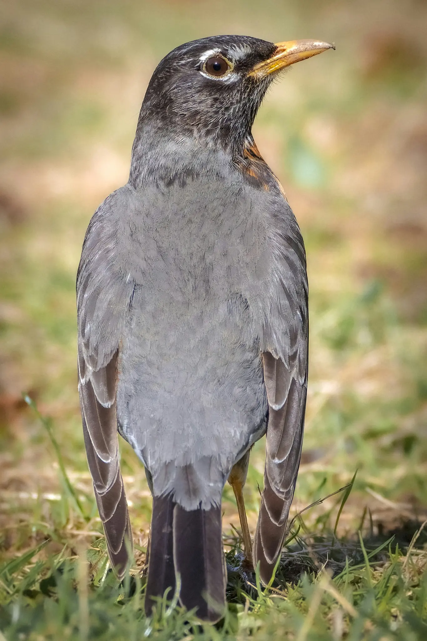 Un gros plan d'un oiseau, possiblement un rouge-gorge, debout sur de l'herbe verte avec un arrière-plan brun clair flou.