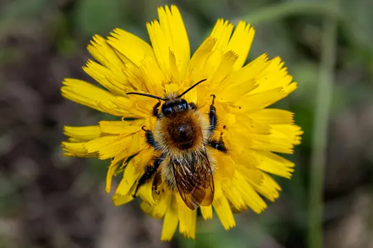 A detailed macro shot from above shows a fuzzy brown and black bee with translucent wings on a bright yellow flower.