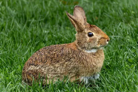 Smeđi zec s mokrim, teksturiranim krznom sjedi u živozelenoj travi, gledajući udesno. Njegovo veliko tamno oko je vidljivo.