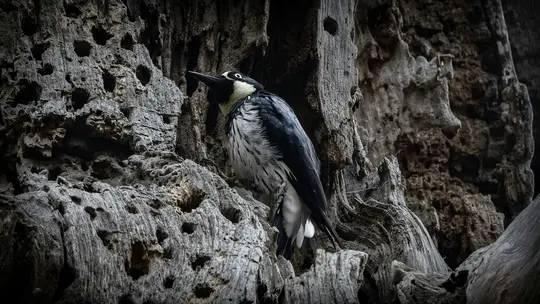 A black and white woodpecker with a white eye ring and black beak is perched on a textured tree trunk with many holes.
