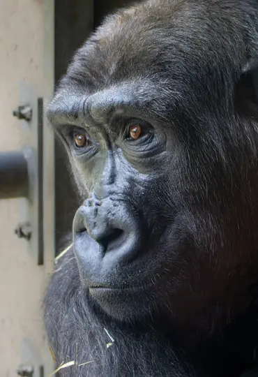 A close-up, eye-level portrait of a gorilla's face, showing its dark fur, brown eyes, and textured skin around its nose and…