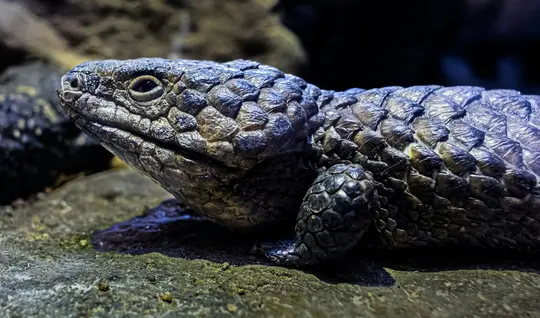 A detailed close-up of a lizard's head and body, showing its rough, textured scales in shades of brown and grey. The lizard…
