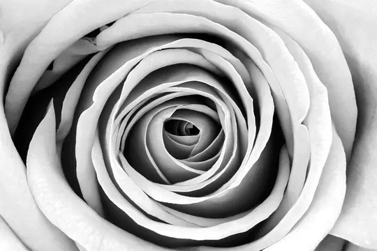 A black and white, top-down, macro close-up of a rose, showcasing the concentric layers of its petals.