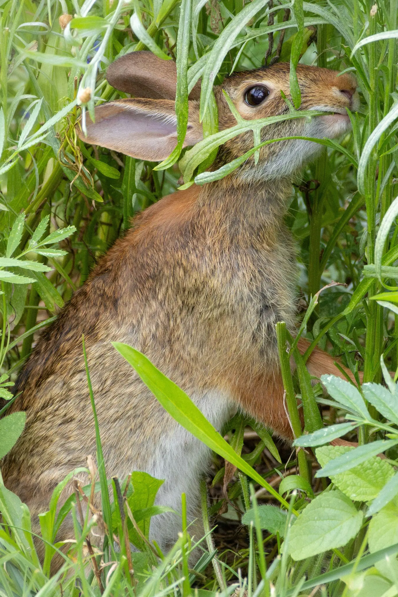 Un lapin brun aux grandes oreilles et aux yeux sombres est partiellement caché par de hautes feuilles vertes, grignotant une