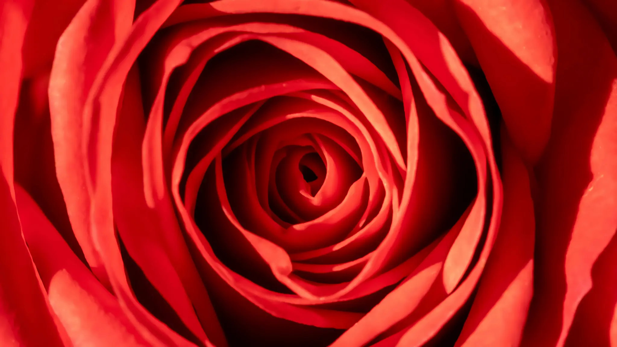 Une photo très rapprochée, de dessus, d'une rose rouge vif, montrant le motif complexe et tourbillonnant de ses pétales.