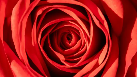 A very close-up, top-down shot of a vibrant red rose, showing the intricate, swirling pattern of its petals.
