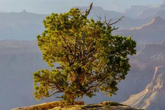 Un arbre d'un vert vif aux branches noueuses se dresse sur un bord rocheux ensoleillé, surplombant un vaste paysage de canyon