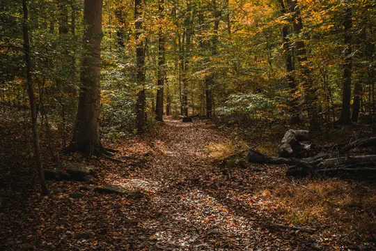 A forest path covered in a thick layer of brown, orange, and yellow fallen leaves. Tall trees with autumn foliage line the…