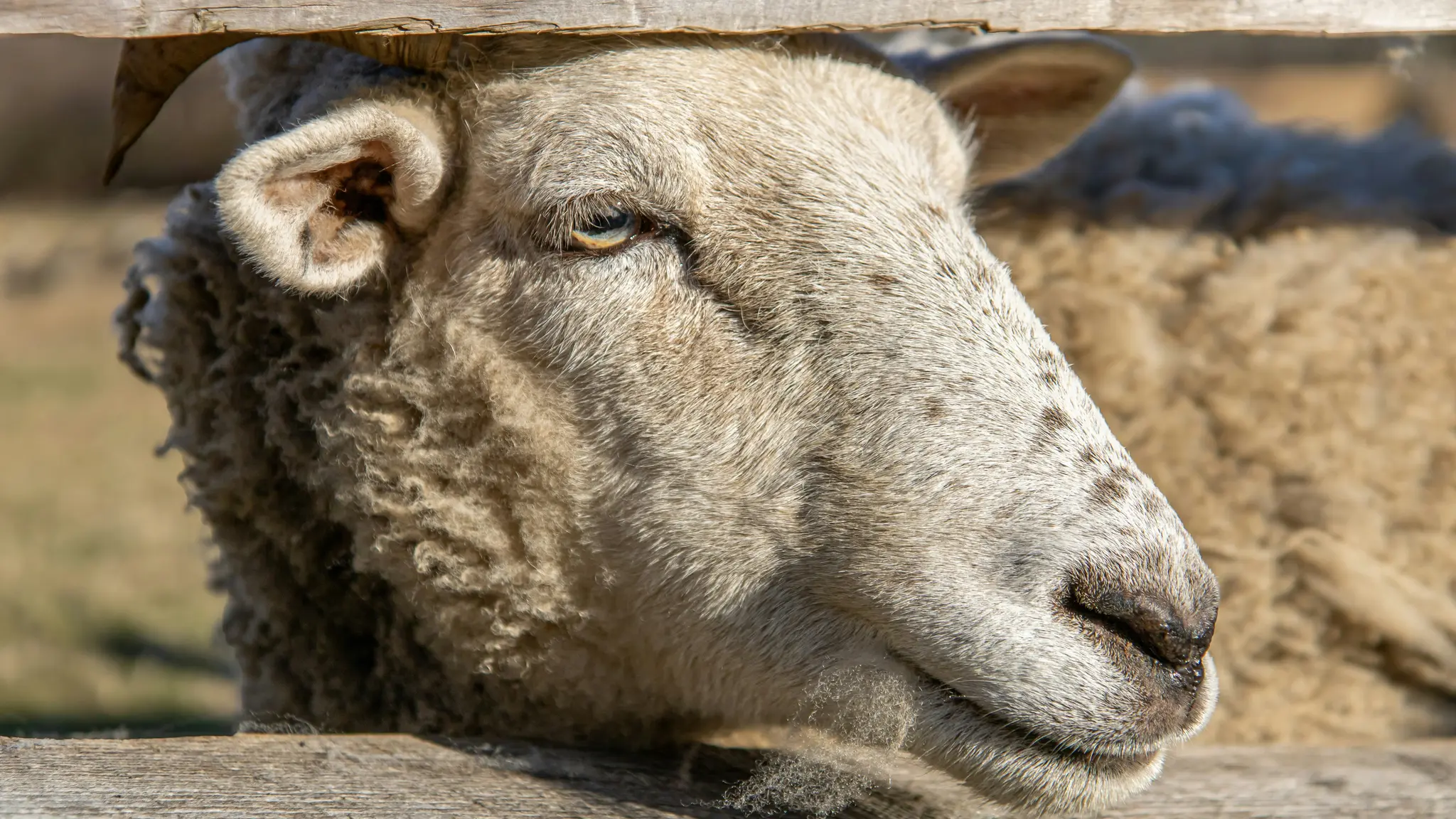 Une photo en gros plan, de profil, de la tête d'un mouton, tournée vers la droite. Sa laine est marron clair et beige, avec