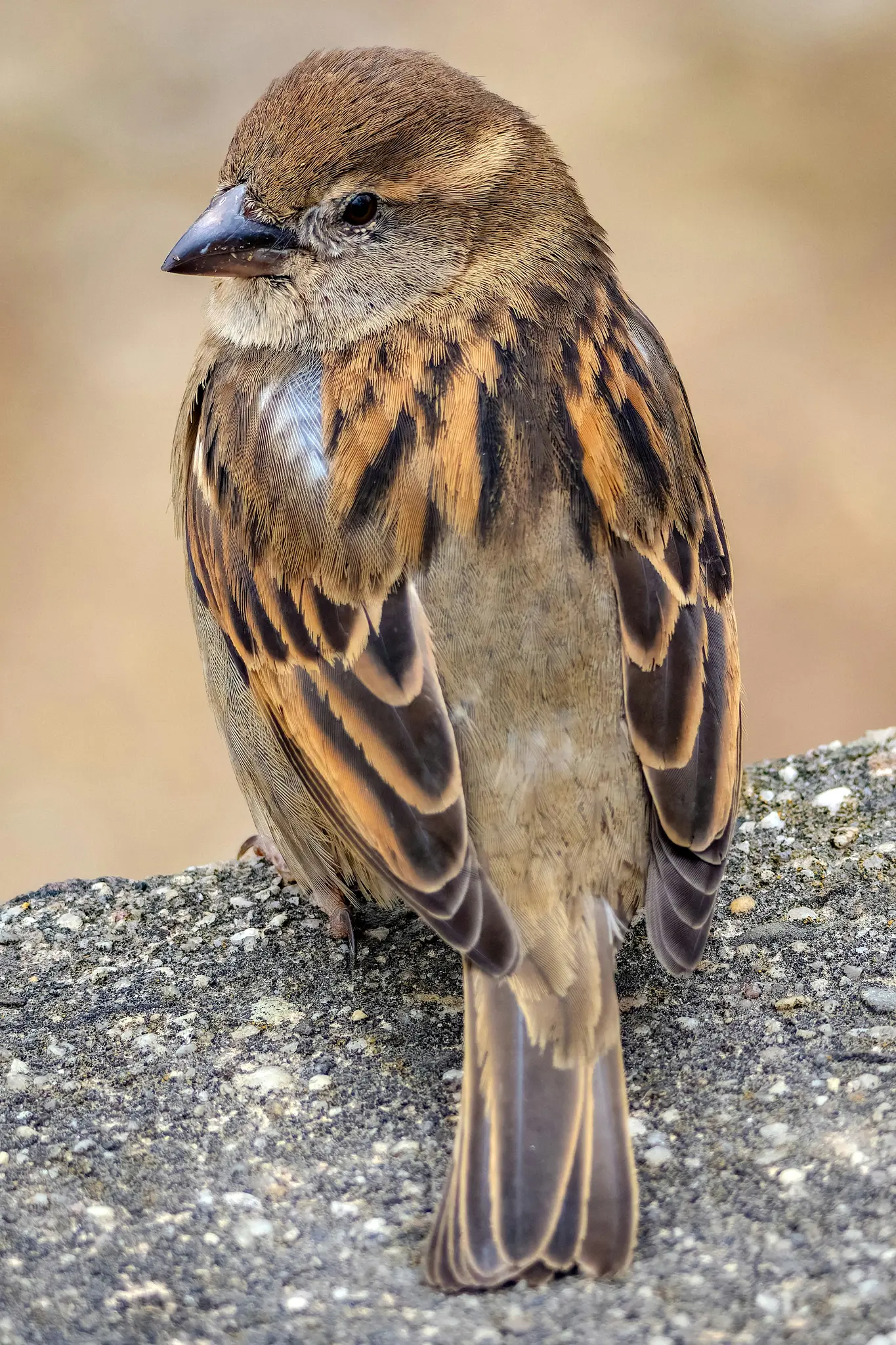 Gros plan d'un petit oiseau brun aux motifs de plumes complexes, perché sur une surface grise tachetée, regardant vers la