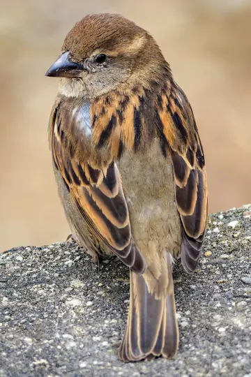 A close-up shot of a small brown bird with intricate feather patterns, perched on a grey, speckled surface, looking left.