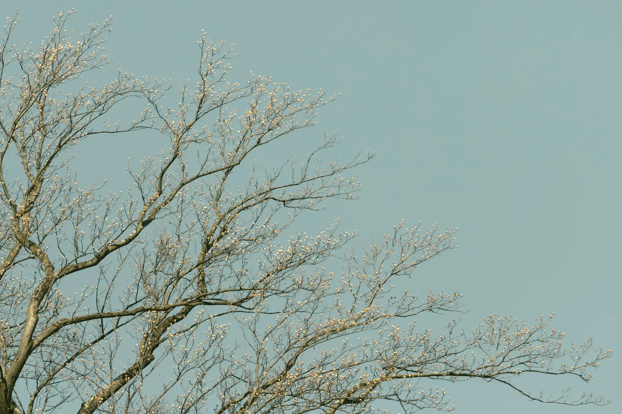 Des branches d'arbre nues avec de nombreux petits bourgeons de couleur claire se découpent sur un ciel bleu clair et doux.