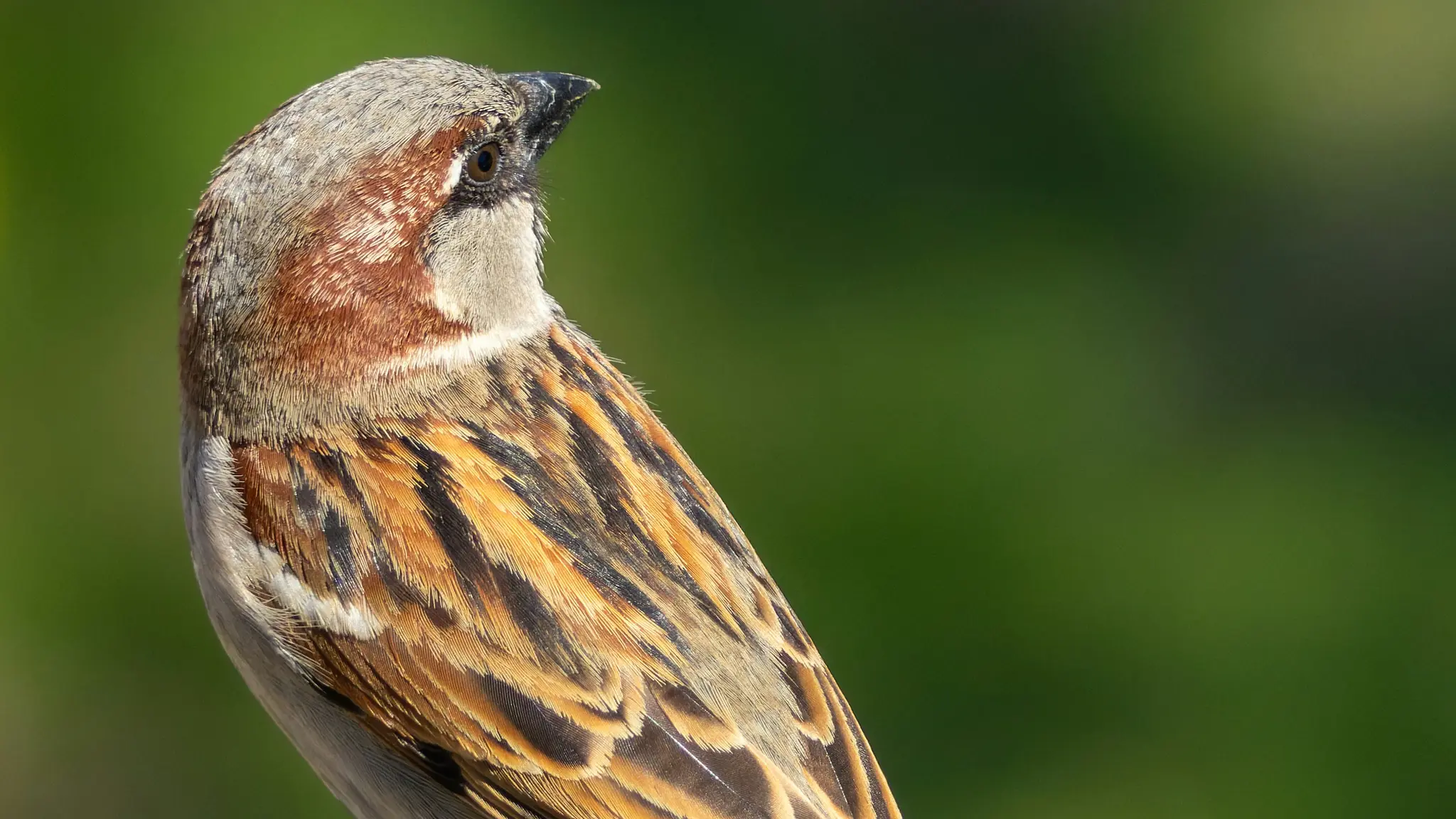 Un gros plan détaillé d'un petit oiseau, possiblement un moineau, de profil sur un fond vert doux et flou. L'oiseau...