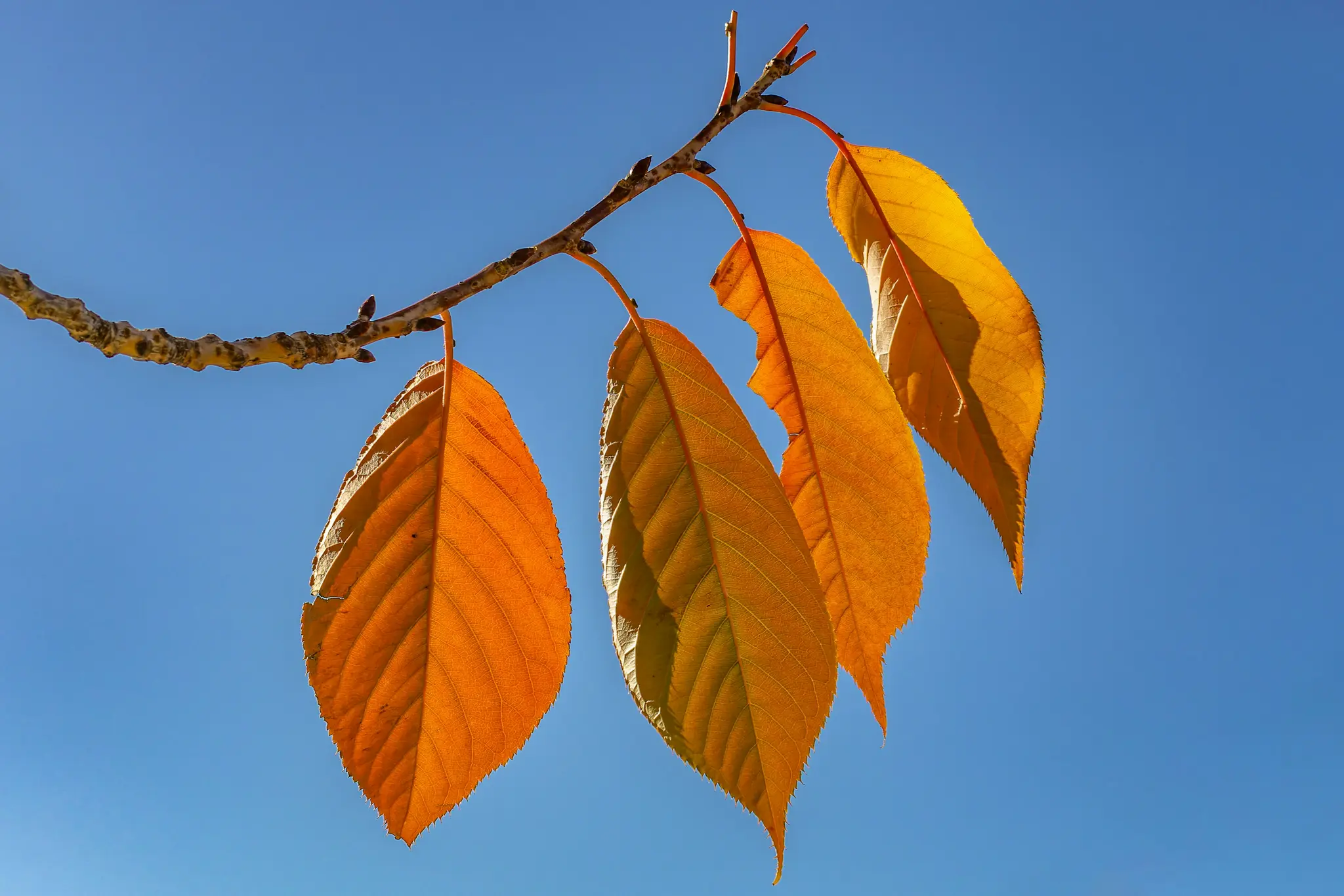 Cinq feuilles d'automne orange vif pendent d'une branche fine et texturée sur un ciel bleu clair et lumineux. Les feuilles