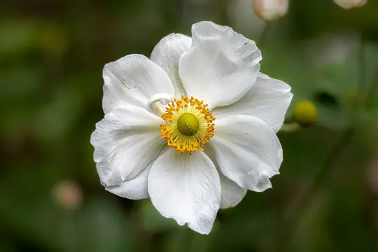 A detailed close-up of a white anemone flower with a bright yellow-green center and numerous orange stamens. The petals are…