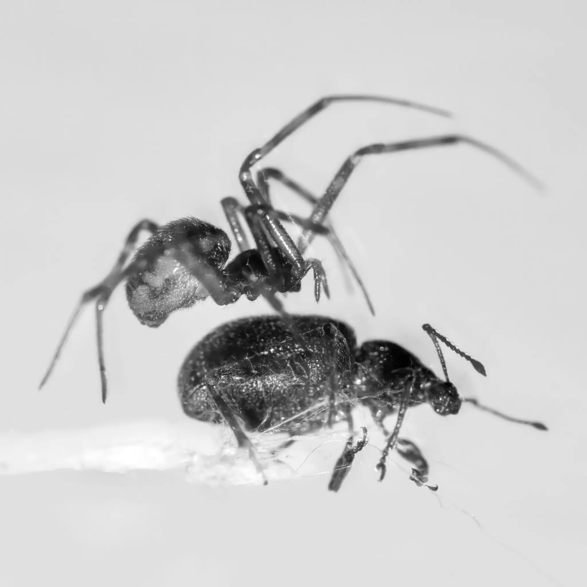 Čiernobiela makro detailná fotografia zobrazuje tmavého pavúka s dlhými nohami nad tmavým chrobákom, ktorý je zachytený v
