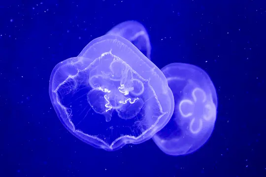 Three translucent jellyfish, glowing with white and purple light, swim in dark blue water. The largest is in the foreground.