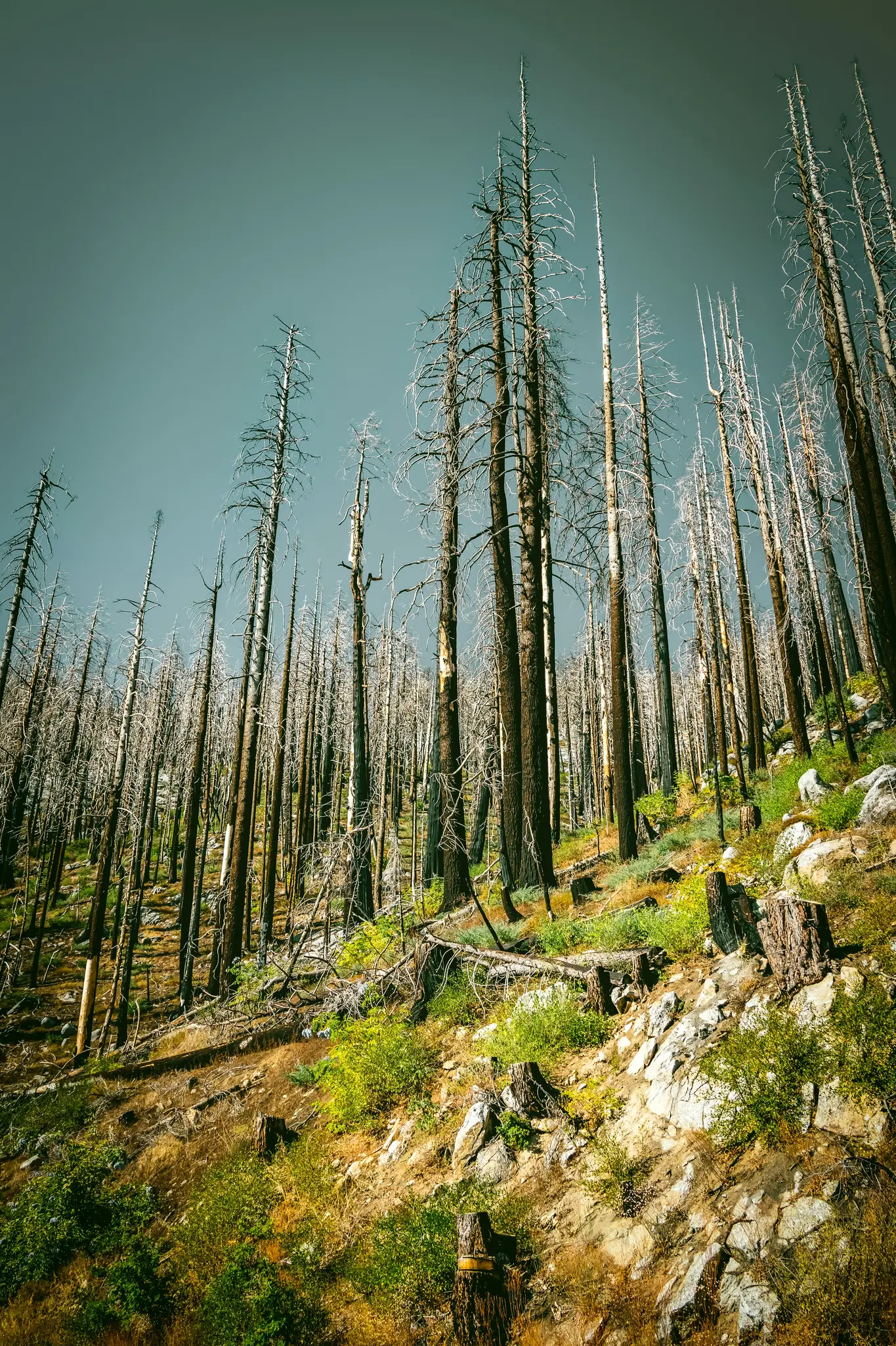 Une forêt dense d'arbres morts hauts et élancés aux troncs sombres et aux branches nues, se dressant sur une colline avec une