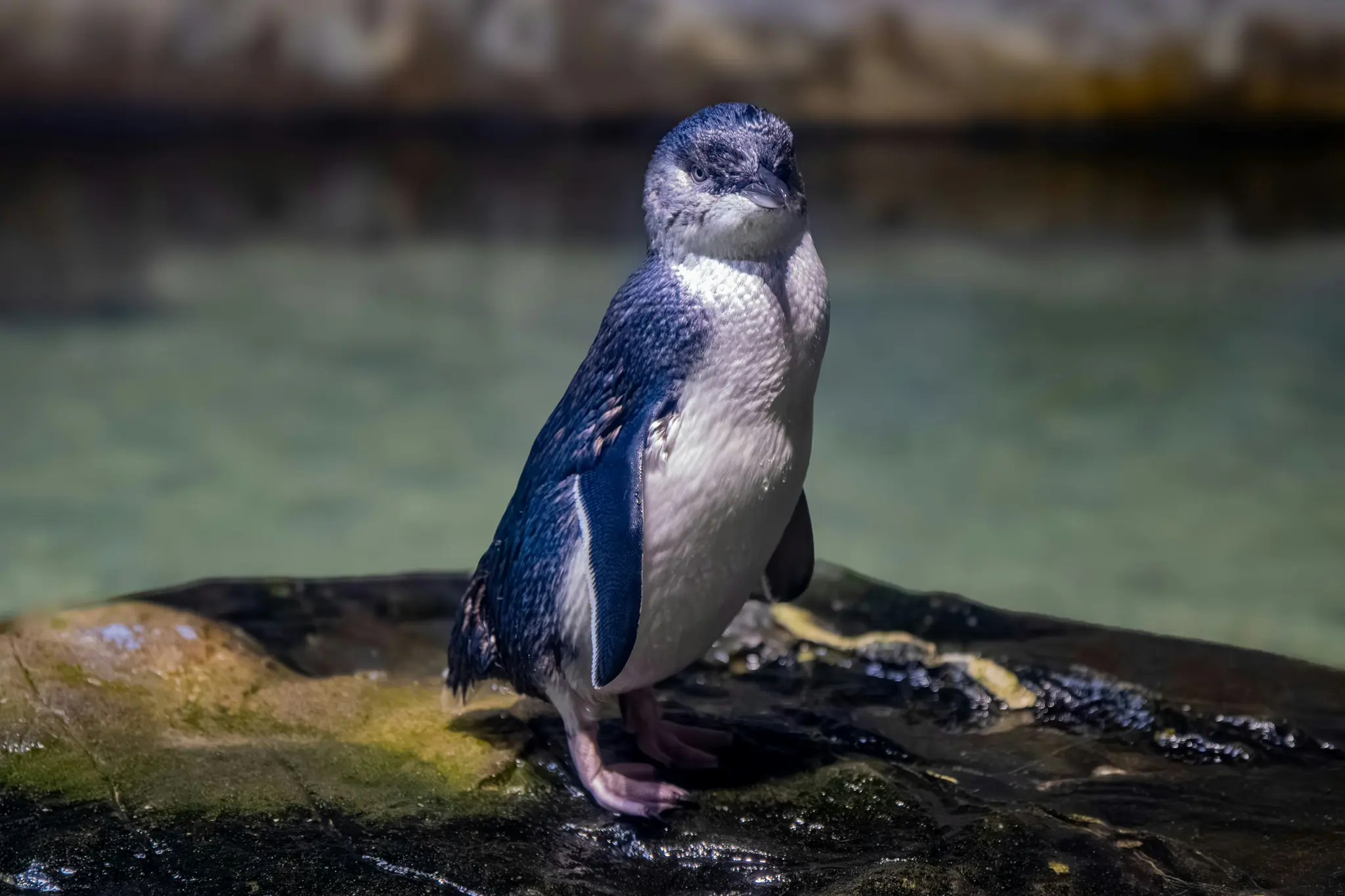 Un petit pingouin aux plumes bleu foncé sur le dos et blanches sur le devant se tient sur un rocher sombre et mouillé.