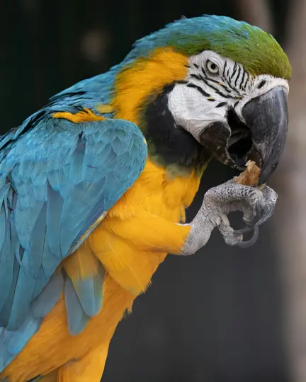 A close-up, profile view of a blue and yellow macaw. It holds a piece of food in its grey claw and eats it.