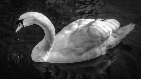 Čiernobiela fotografia labute plávajúcej v tmavej vode s kvapôčkami vody padajúcimi z jej zobáka.
