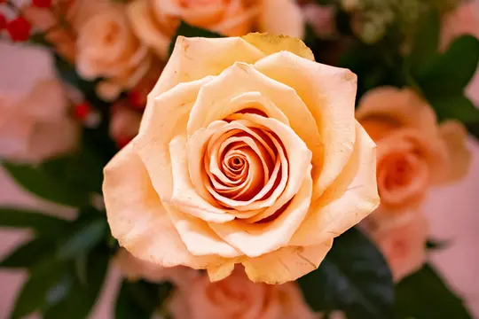 A detailed, top-down close-up of a single peach-colored rose with tightly wound petals at its center. The background is…
