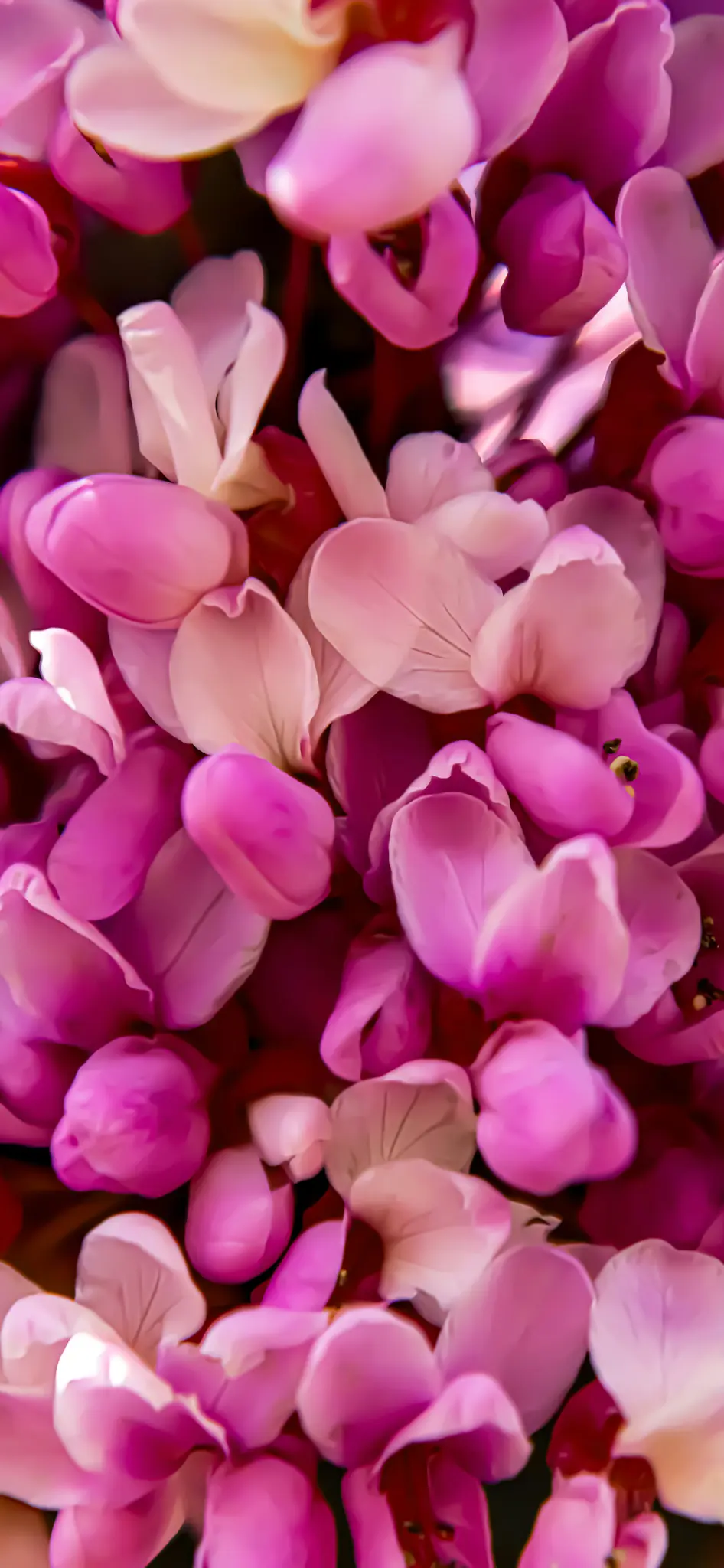Un gros plan vibrant de nombreux pétales de fleurs roses et magenta, certains plus clairs, créant une texture douce et