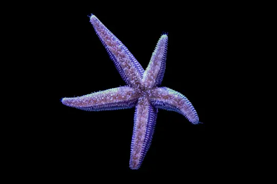 A vibrant purple and pink starfish with five arms is prominently displayed against a stark, solid black background.