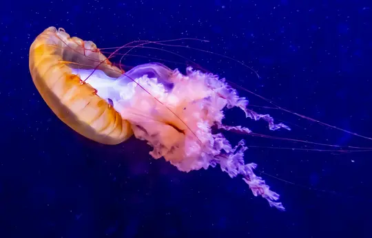 A close-up shot of a jellyfish with an orange bell and flowing purple and pink tentacles against a dark blue background.