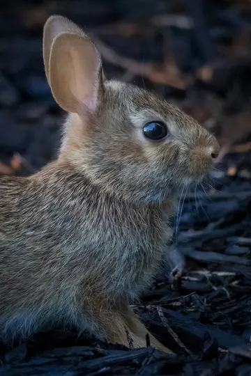 Detailný záber mladého králika v úrovni očí s jemnou hnedosivou srsťou, veľkými ušami a tmavým, reflexným okom.