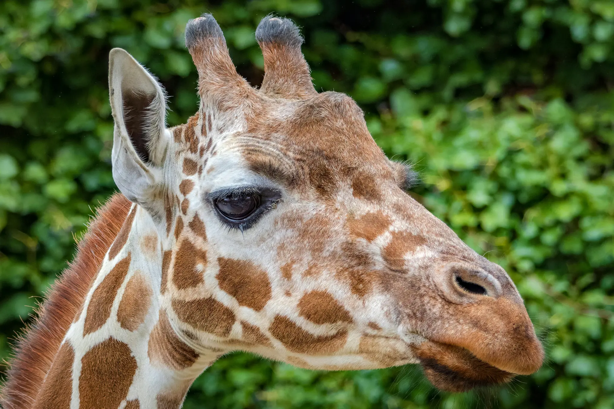 Un gros plan détaillé de la tête et du haut du cou d'une girafe, montrant sa fourrure tachetée de brun et de blanc, son grand