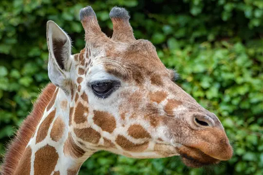 Et detaljeret nærbillede af en girafs hoved og øvre hals, der viser dens brune og hvide plettede pels, store øje og