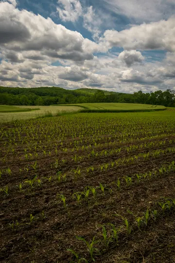 A wide shot of a field with rows of young green plants in dark brown soil, leading to lighter green fields and forested…