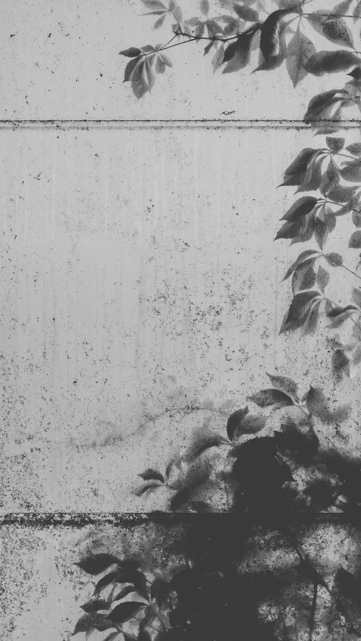 Photographie en noir et blanc de feuilles sombres et de plantes grimpantes poussant sur un mur texturé de couleur claire avec