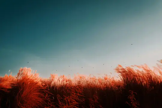 En bred landskapsbild av ett fält fyllt med högt, rödaktigt-orange gräs och plymer, under en klarblå himmel med små fåglar.
