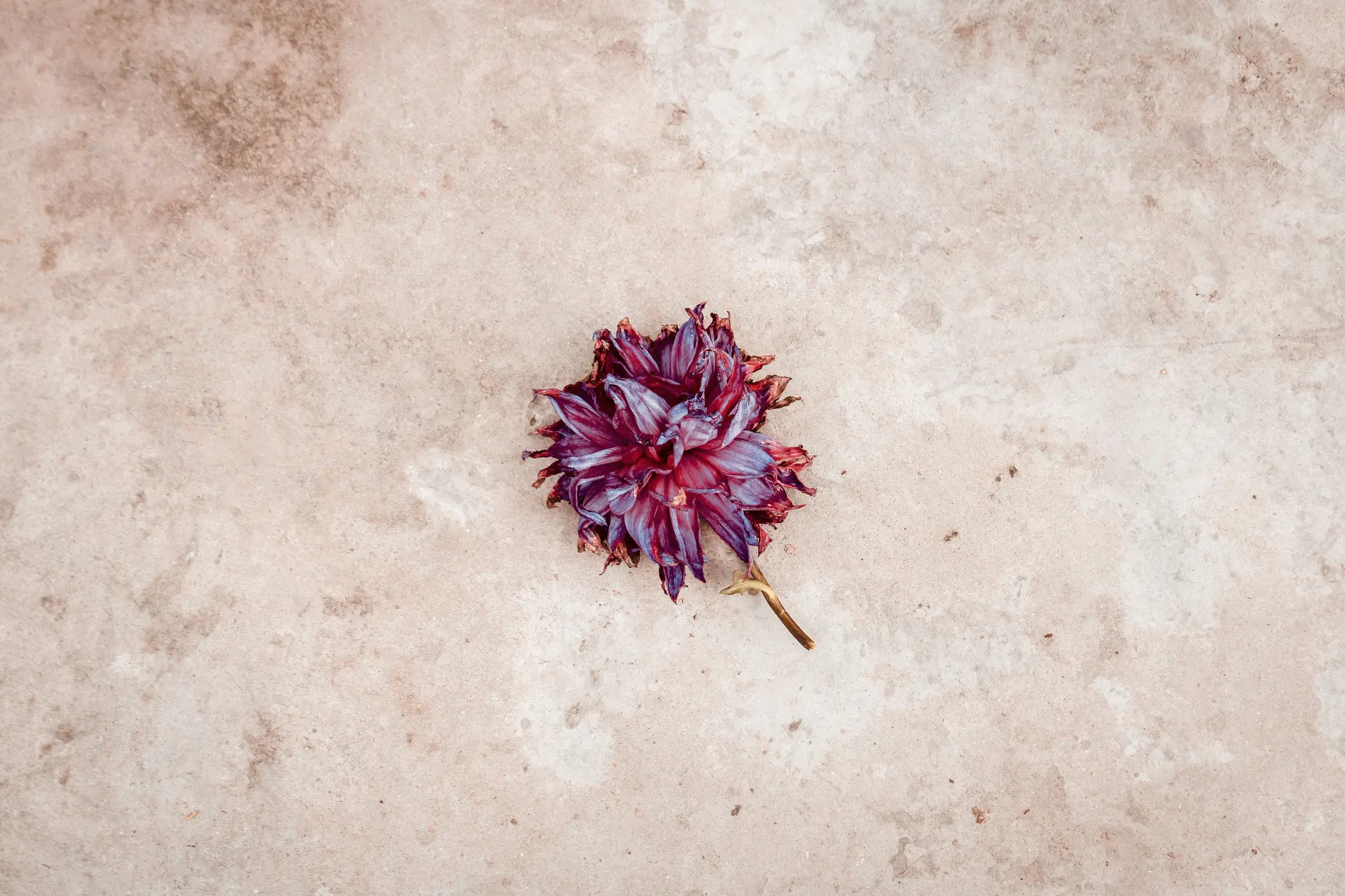 En enskild torkad blomma med skrumpna lila och röda kronblad och en brun stjälk vilar på en ljusbeige, texturerad yta.