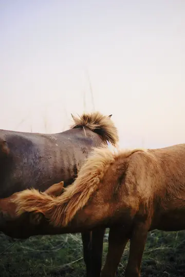 Eine mittlere Nahaufnahme von zwei Pferden auf einem Feld. Ein Pferd ist dunkelbraun mit einer zotteligen Mähne, das andere