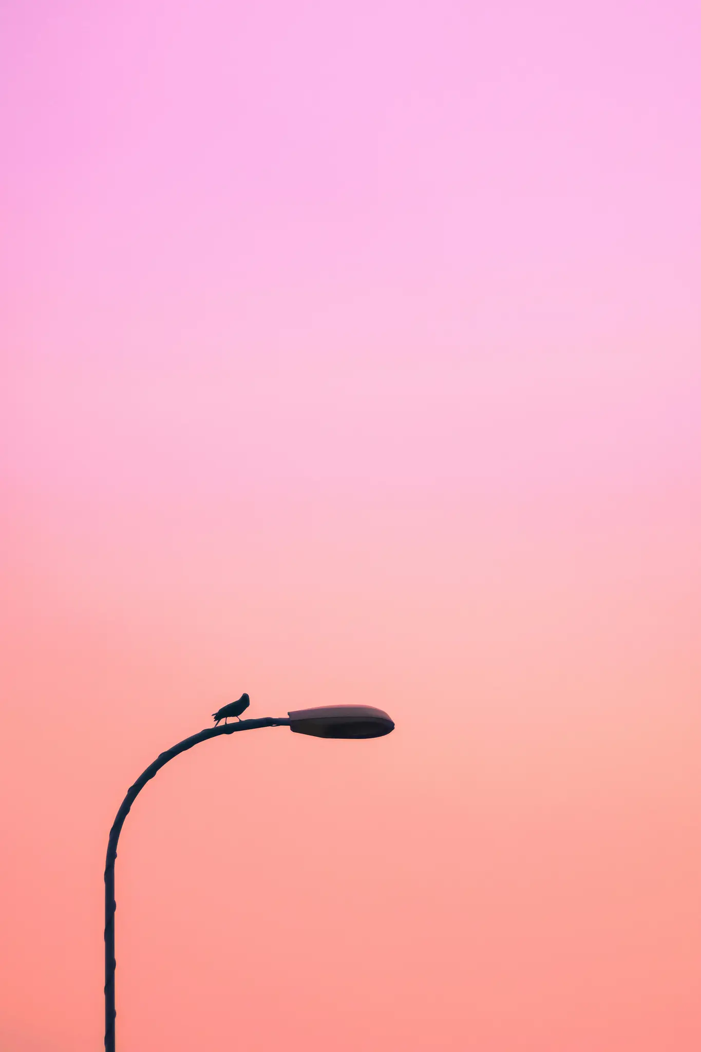 En liten fågel är en silhuett på en böjd gatlyktstolpe mot en mjuk gradienthimmel i rosa och orange nyanser.